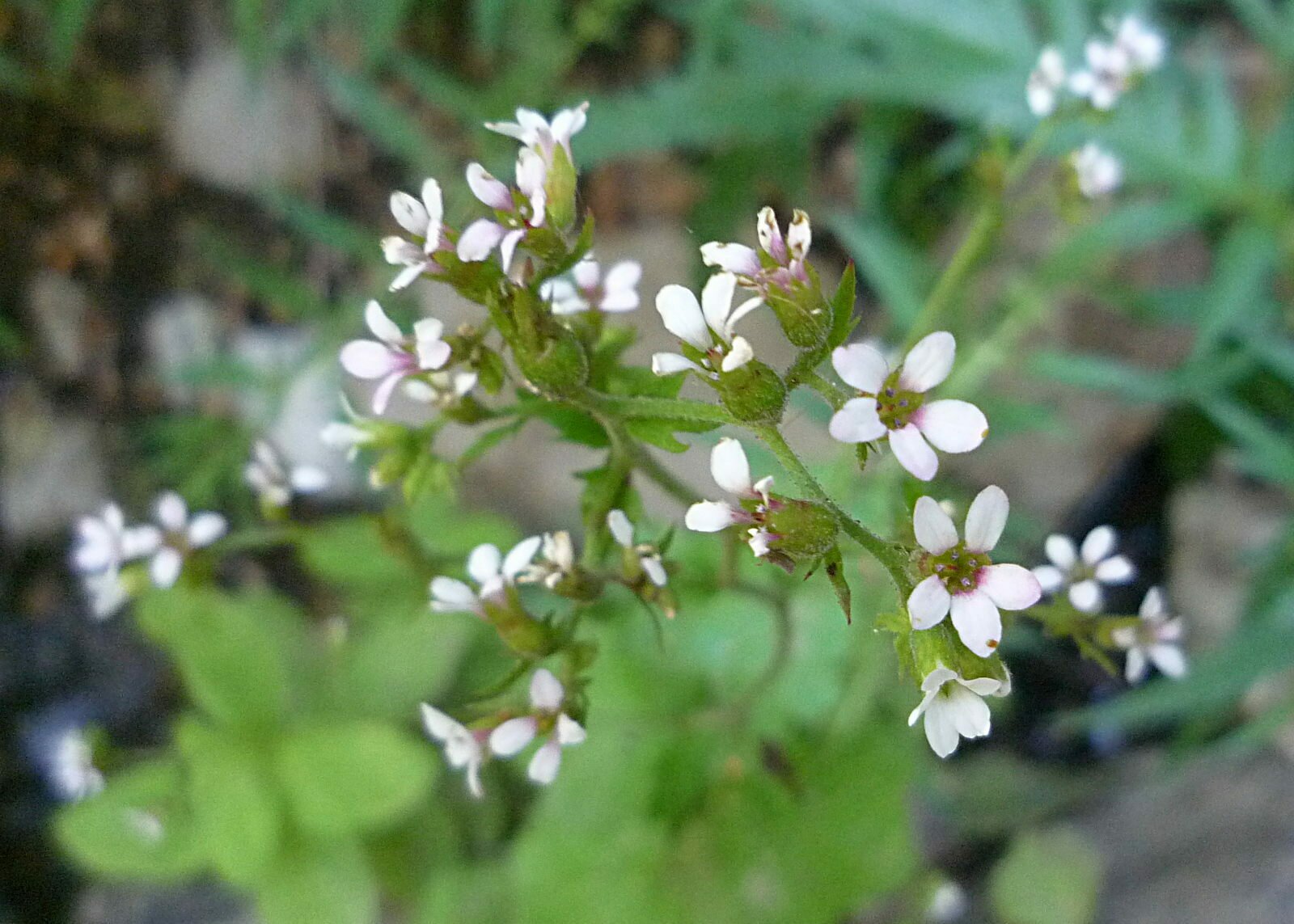 High Resolution Boykinia occidentalis Flower